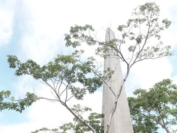 Low angle view of tree against sky