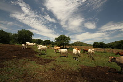 Horses grazing in a field