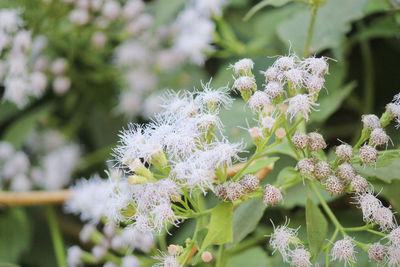 Close-up of bumblebee on plant