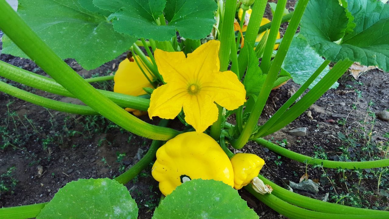 CLOSE-UP OF YELLOW FLOWER