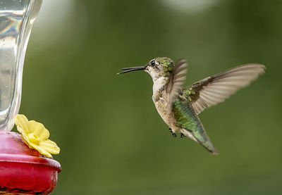 Hummingbird pauses in midair close to the feeder.