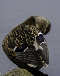 Close-up of duck swimming