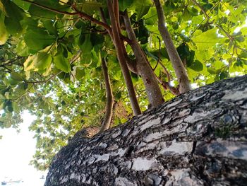 Low angle view of lichen on tree trunk