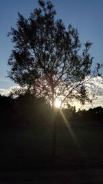 Sun shining through trees on field