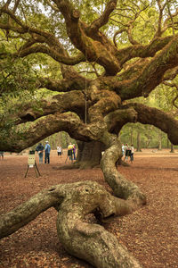 People standing by tree at park