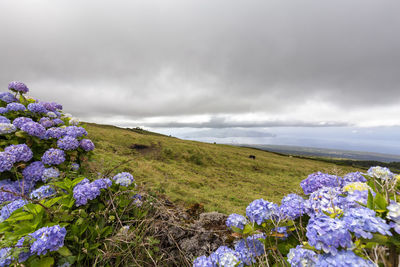 Purple flowering plants on land against sky