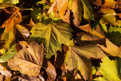 Close-up of dry leaves on plant