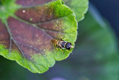 Close-up of bee on leaf