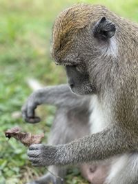 Close-up of monkey looking away