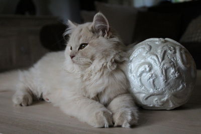 Close-up portrait of cat