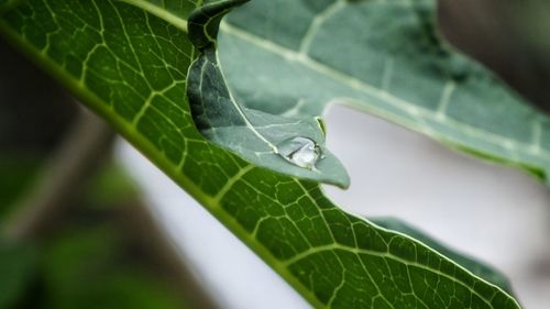Water on leaves