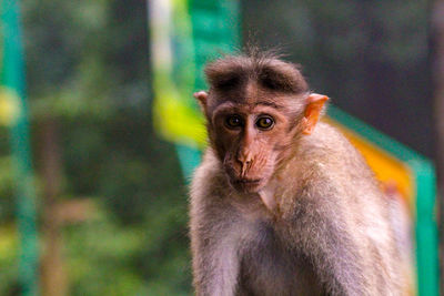 Close-up portrait of monkey