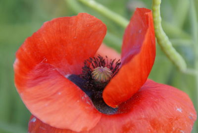 Close-up of red poppy