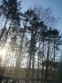 Low angle view of trees against sky