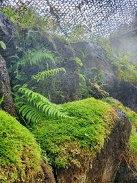 Scenic view of trees growing on land