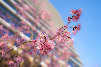 Low angle view of pink cherry blossom
