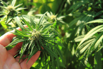 Close-up of hand holding marijuana plant