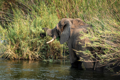 Elephant feeding in a river
