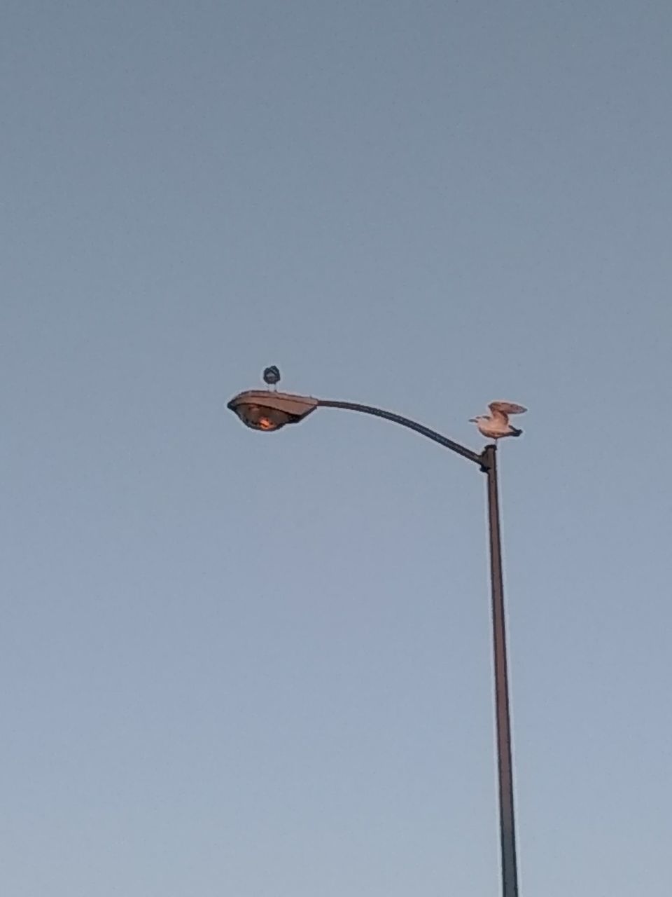 LOW ANGLE VIEW OF BIRD ON STREET LIGHT AGAINST SKY