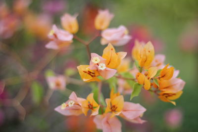 Close-up of pink flowering plants