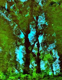 Full frame shot of plants in lake