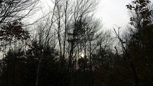 Bare trees against sky