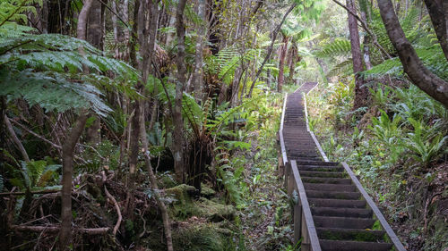 Footpath amidst trees in forest