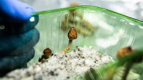 Close-up of snail in sea