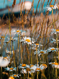 Close-up of flowering plants on field