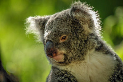 Close-up of koala looking away