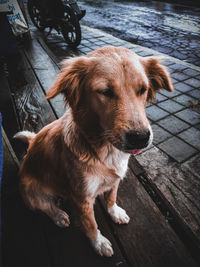 High angle portrait of dog sitting on floor