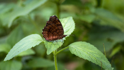 Close-up of butterfly on leaf
