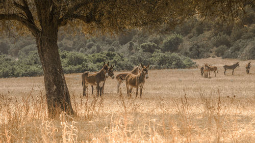 Donkeys standing on field