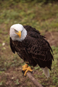Close-up of eagle perching on a bird
