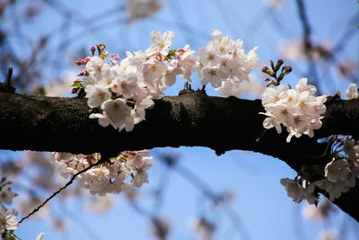 Cherry tree / spring flowers / trunk tree / cherry flower /