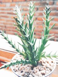 Close-up of potted plant on table