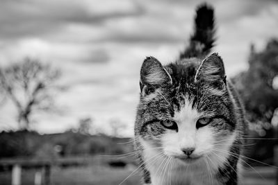 Close-up portrait of cat against sky