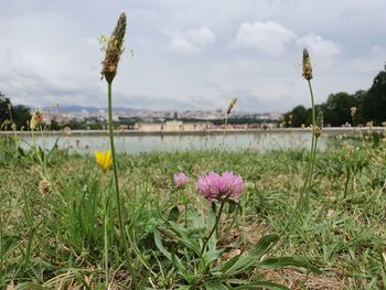 Close-up of pink flowering plants on field against sky