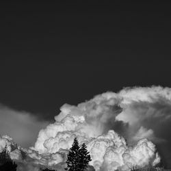 Low angle view of trees against sky