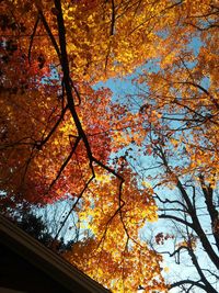 Low angle view of trees