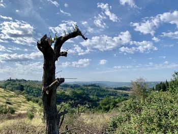 Dead tree on field against sky