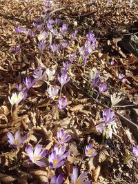 Full frame shot of flowers