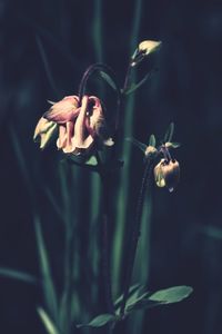 Close-up of flowering plant