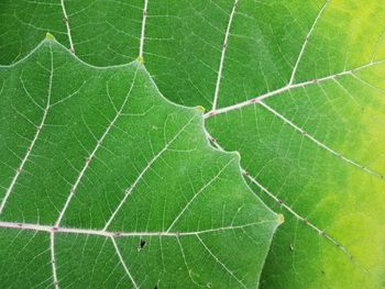 Full frame shot of green leaves