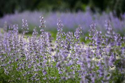 Close-up of purple flowering plants on field