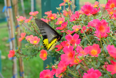 Butterfly on pink flowering plants