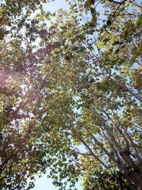 Low angle view of tree in forest