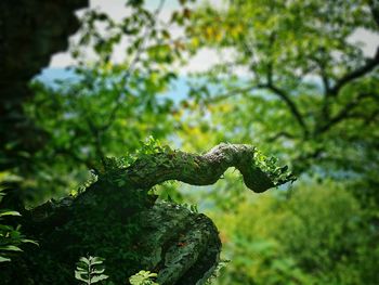 Close-up of fern against trees