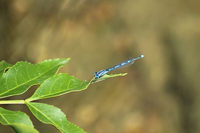 Close-up of damselfly on plant