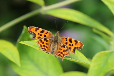 Butterfly perching on leaf